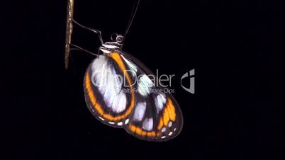 Transparent butterfly, family Ithomidae, roosting at night