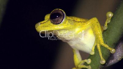 Gunther's banded treefrog (Hypsiboas fasciatus)
