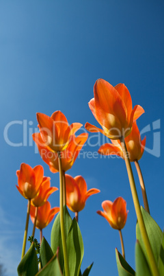 orange Tulpen und ein strahlend blauer Himmel