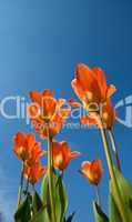 orange Tulpen und ein strahlend blauer Himmel