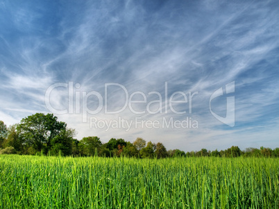 Barley field