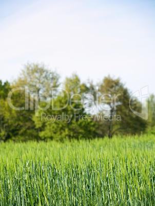 Barley field