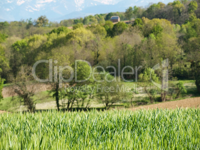 Green wheat field landscape