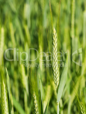 Green wheat