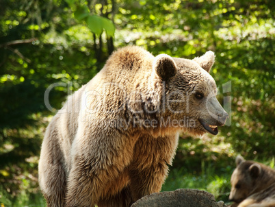 Young brown bear