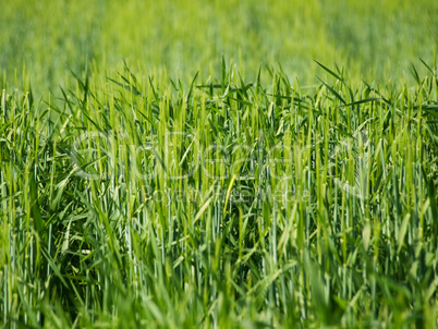 Green barley