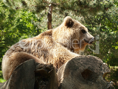 Young brown bear