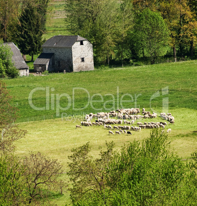 Countryside scene