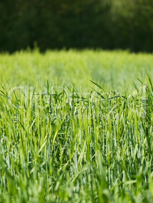 Green barley