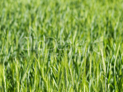 Green wheat field