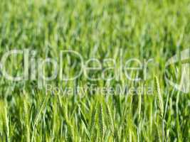 Green wheat field