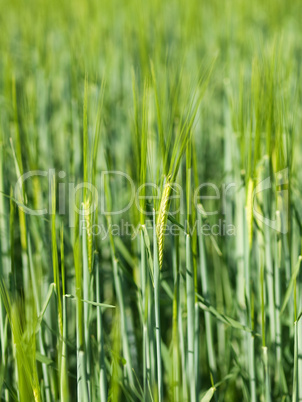 Green barley