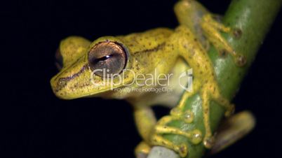 Gunther's banded treefrog (Hypsiboas fasciatus)
