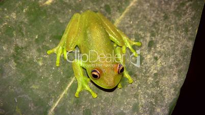 Rough skinned green treefrog (Hypsiboas cinerascens)