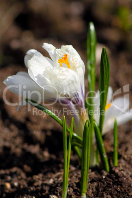 flowers in macro_10