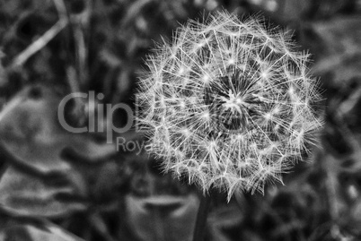 Taraxacum Flower, Italy