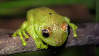 Rough skinned green treefrog (Hypsiboas cinerascens)