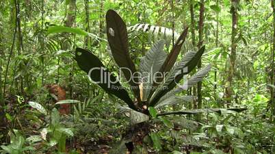 Understory plant with large leaves