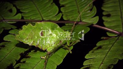 Leaf mimic katydid