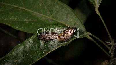 Cockroaches mating