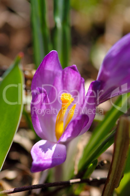 flowers in macro_9