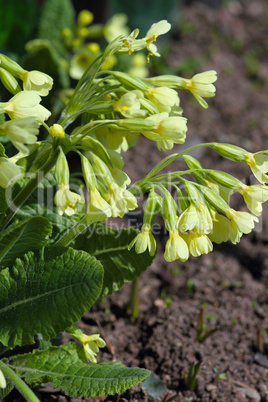 flowers in macro_8