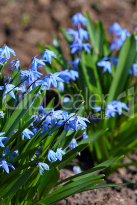 flowers in macro_6