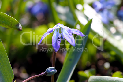 flowers in macro_3