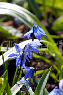 flowers in macro