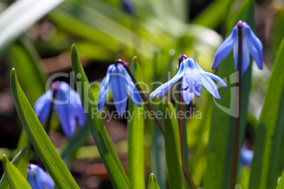 flowers in macro_1