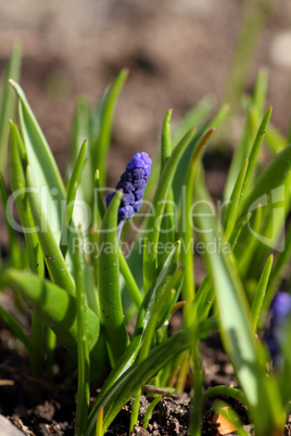 flowers in macro_4