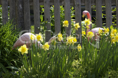 Flamingoes in the Garden