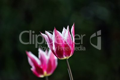 Tulpen