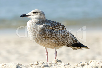 Vogel am Strand