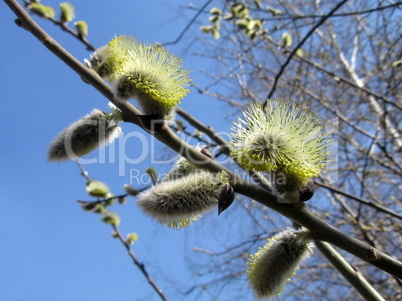 Blossoming branch