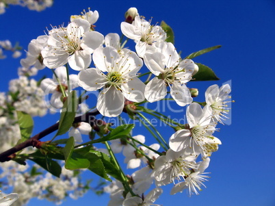 Blossoming cherry-tree