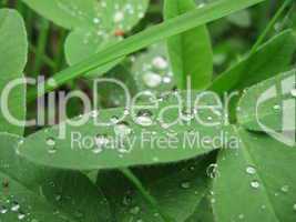 Drops