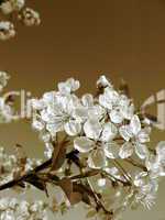 Flowers of cherry-tree