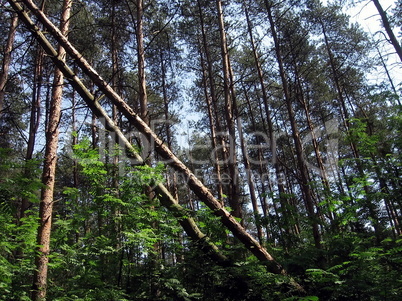 Fallen trees