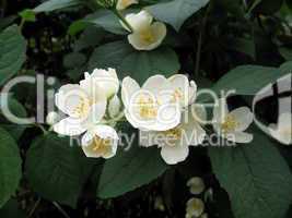 Jasmine flowers