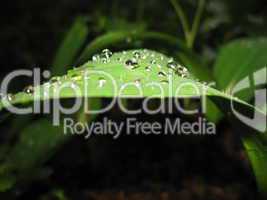 Leaf with drops