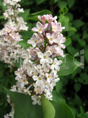 Lilac flowers