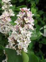 Lilac flowers