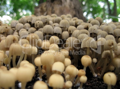 Mushrooms