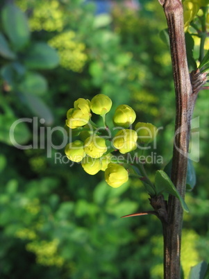 Yellow buds