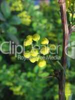 Yellow buds