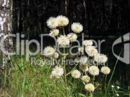 Fuzzy flower