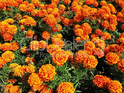 Marigolds