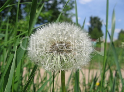 Single dandelion