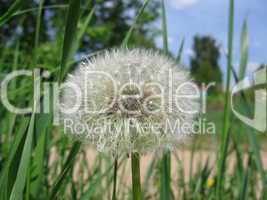 Single dandelion